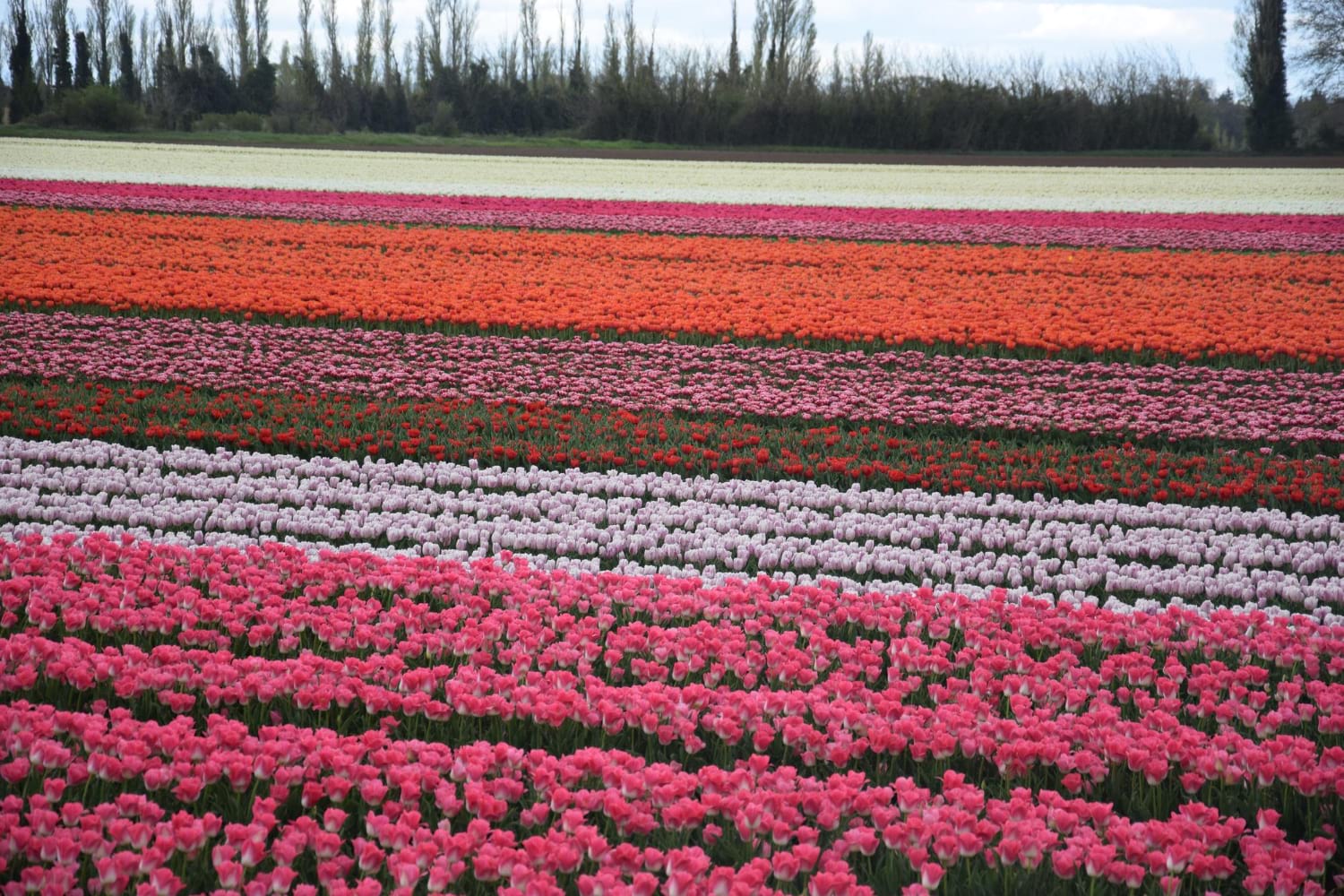 przewozy busami do holandii